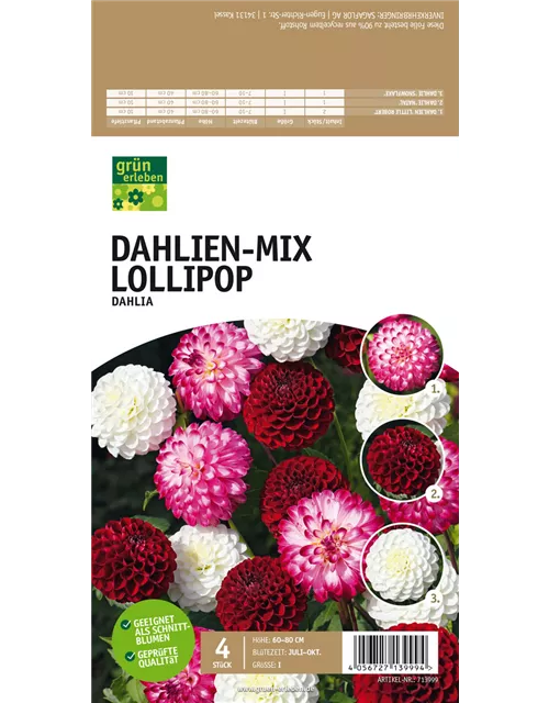 Dahlien-Mix Lollipop