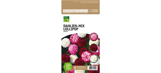 Dahlien-Mix Lollipop