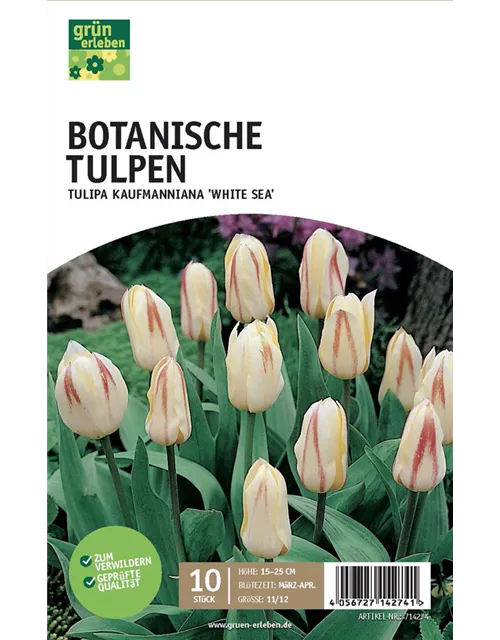 Kaufmanniana-Tulpen