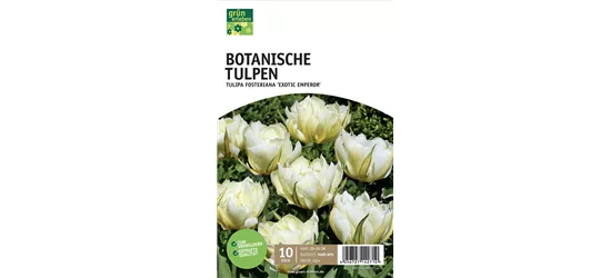 Fosteriana-Tulpen