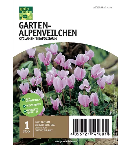 Garten-Alpenveilchen