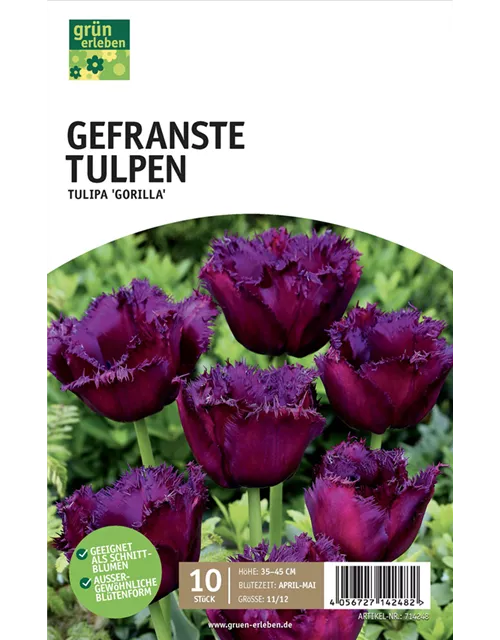Gefranste Tulpen 