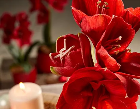 AMARYLLIS AMARYLLIS