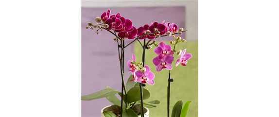 DAS GROSSE ORCHIDEEN EINMALEINS!