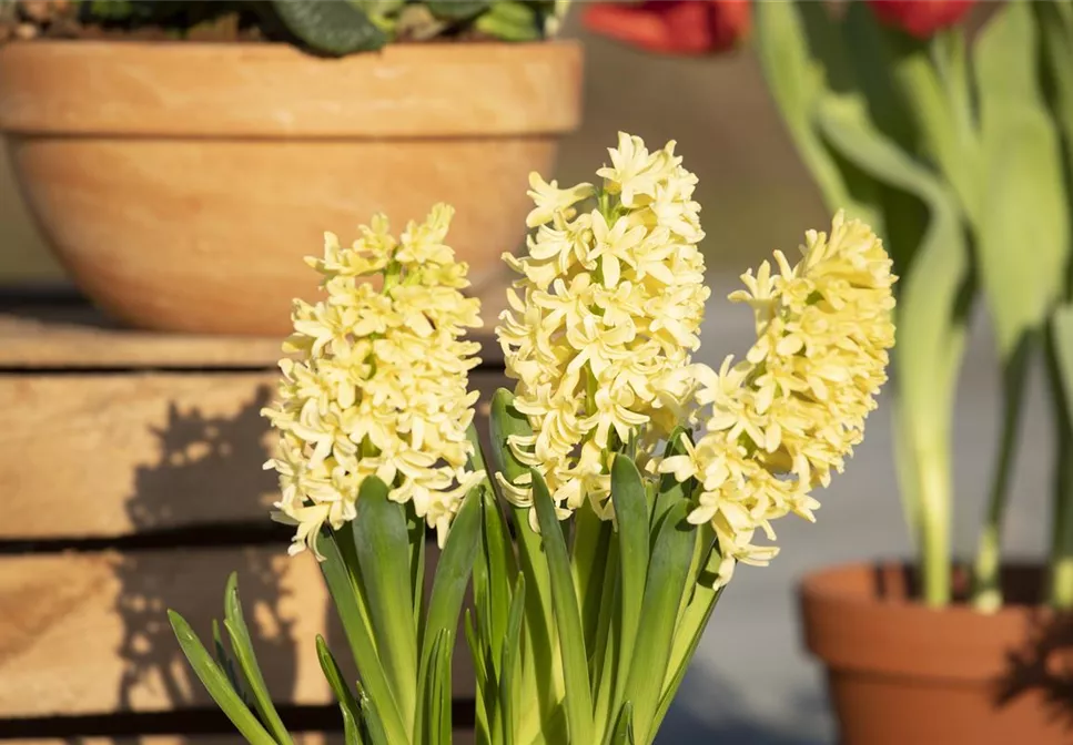 DEN FRüHLING üBERLISTEN