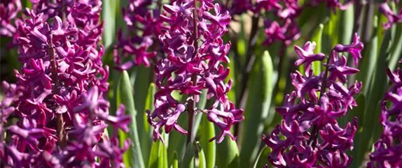 DER FRüHLING WIRD BUNT