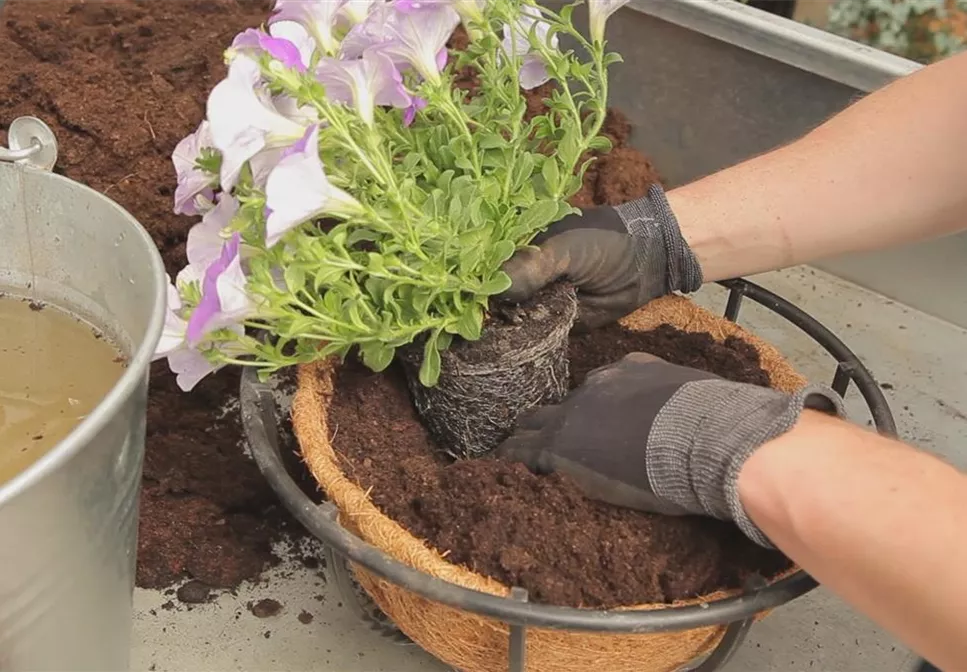 Hanging Basket - Bepflanzen