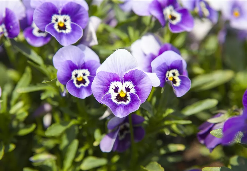 WINTER MIT FRüHLINGSBLUMEN VERTREIBEN