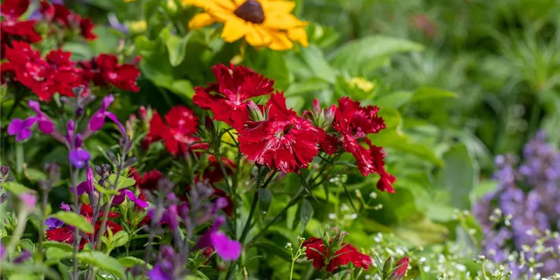 Dianthus barbatus SUMMER DIAMONDS