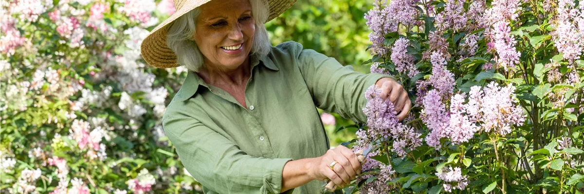 Gartenarbeit - Flieder schneiden