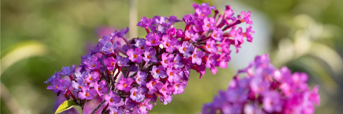 Buddleja davidii 'Nanho Purple'