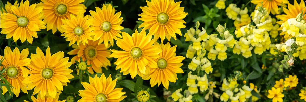 Rudbeckia hirta