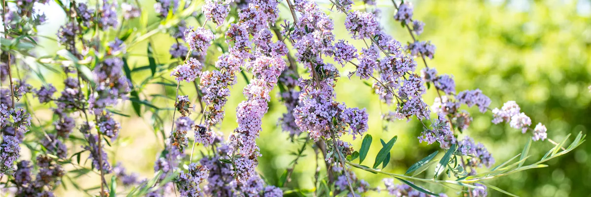 Buddleja alternifolia