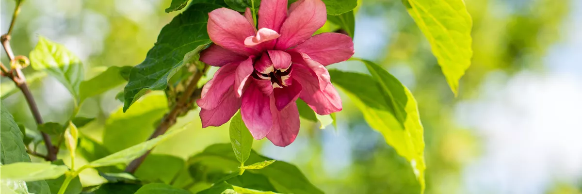 Calycanthus floridus