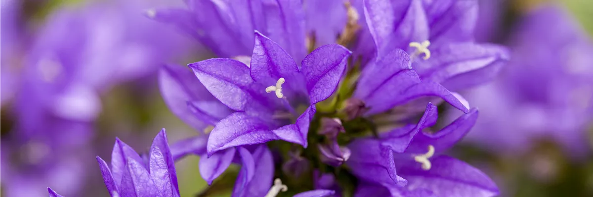 Campanula glomerata