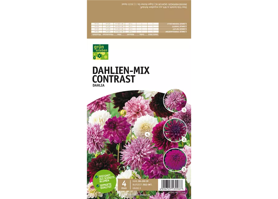 Dahlien-Mix Contrast