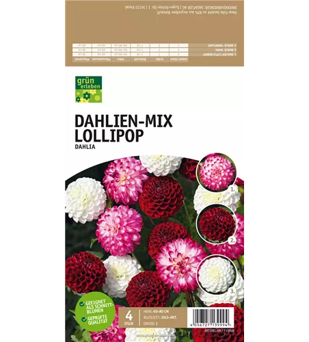 Dahlien-Mix Lollipop