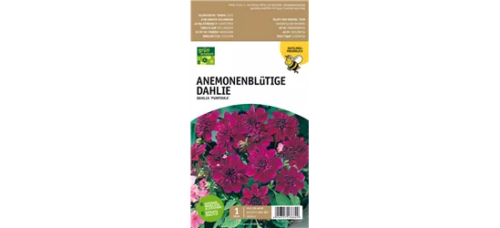 Anemoneblütige Dahlie