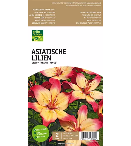 Asiatische Lilien