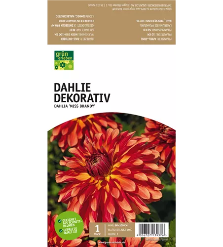 Dekorative Dahlie