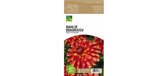 Dekorative Dahlie