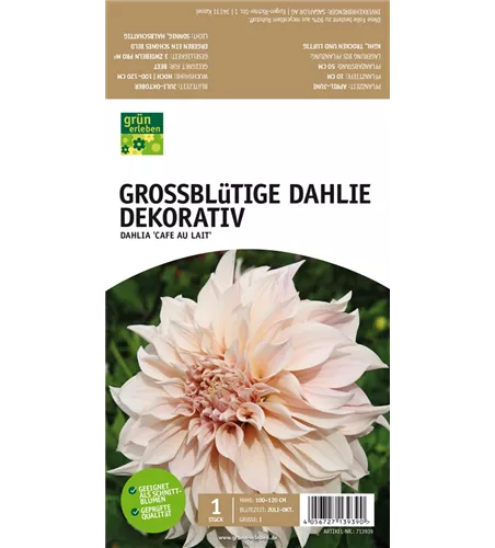 Großblütige Dahlie, Dekorativ