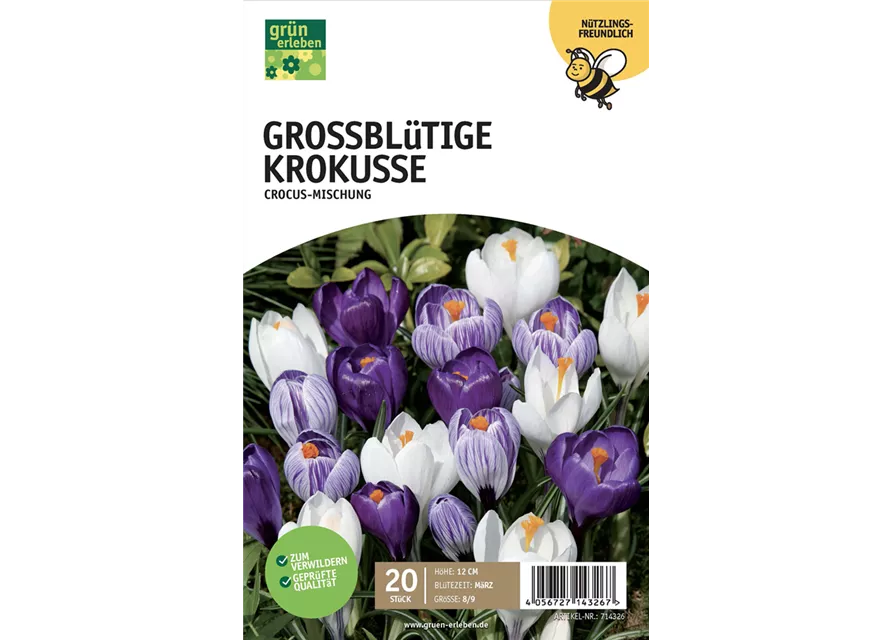 Krokus großblumig