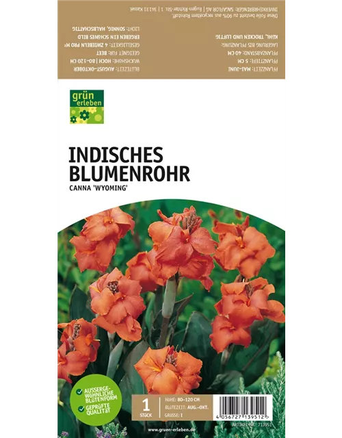 Indisches Blumenrohr