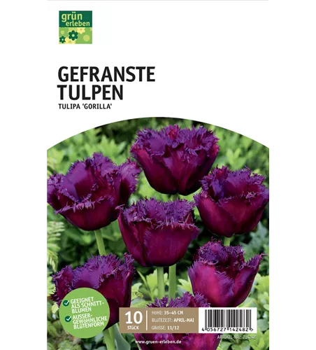 Gefranste Tulpen 