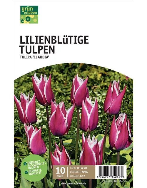 Lilienblütige Tulpen