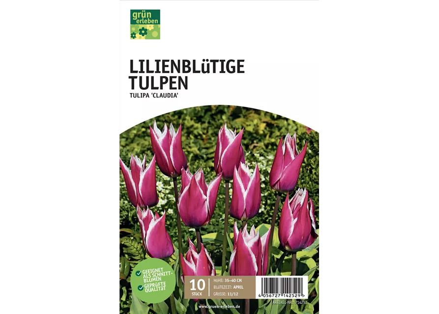 Lilienblütige Tulpen