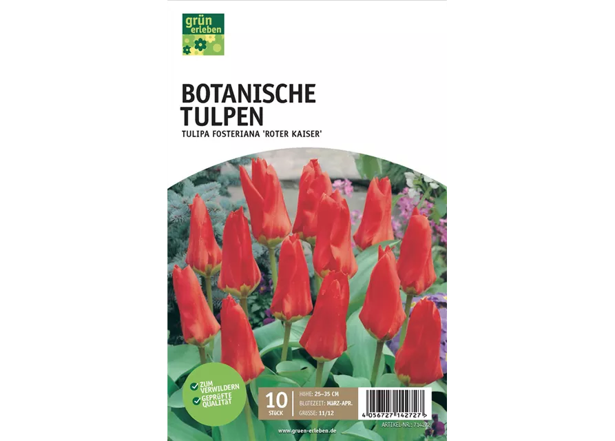 Botanische Tulpen