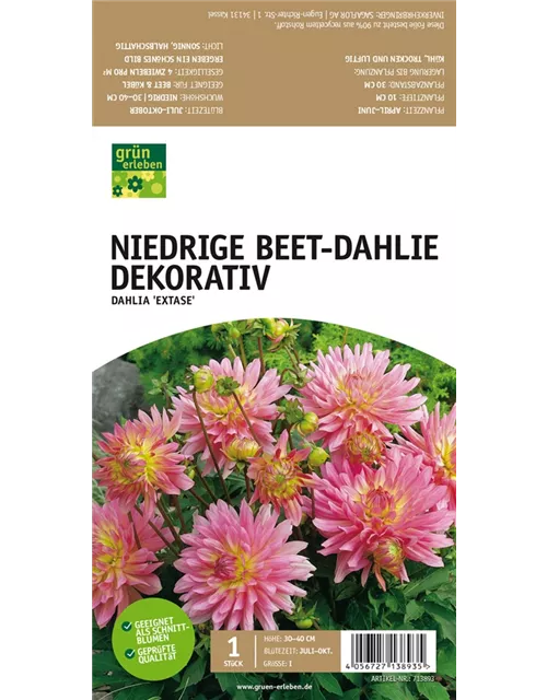 Niedrige Beet-Dahlie, Dekorativ