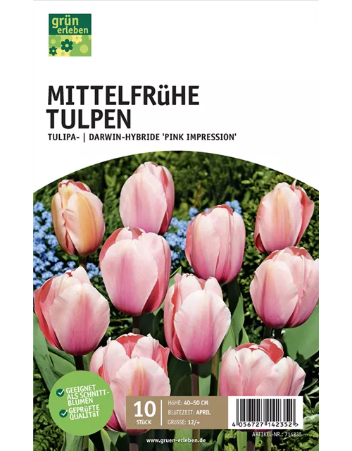 Tulpe Darwin Hybride 