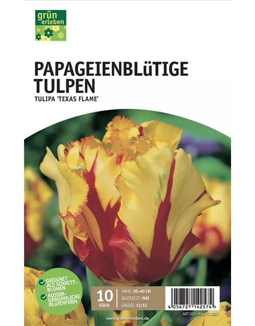 Papagei-Tulpen