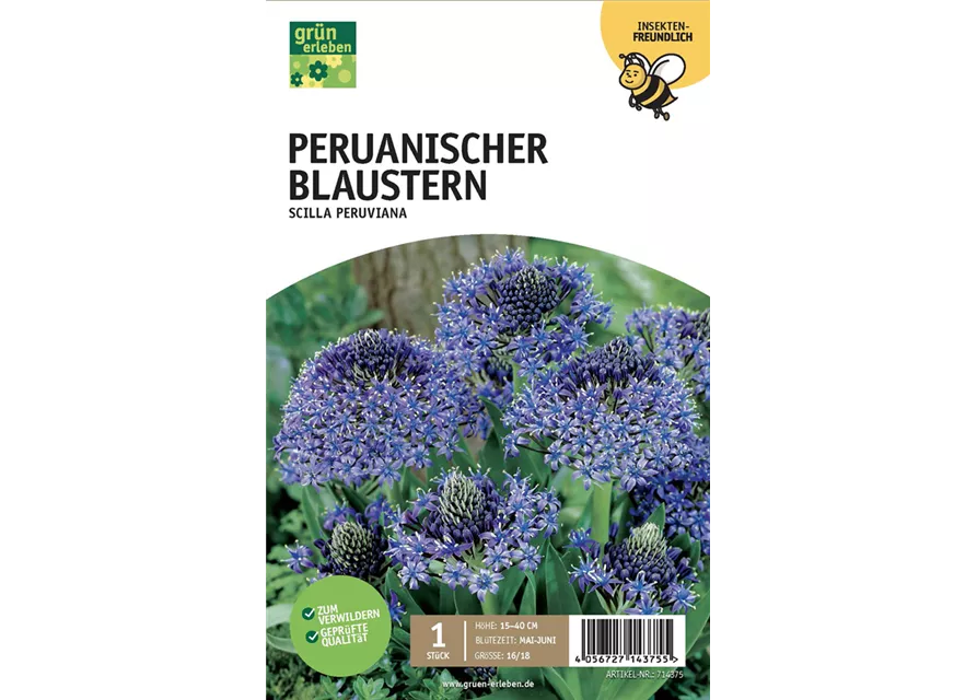 Peruanischer Blaustern