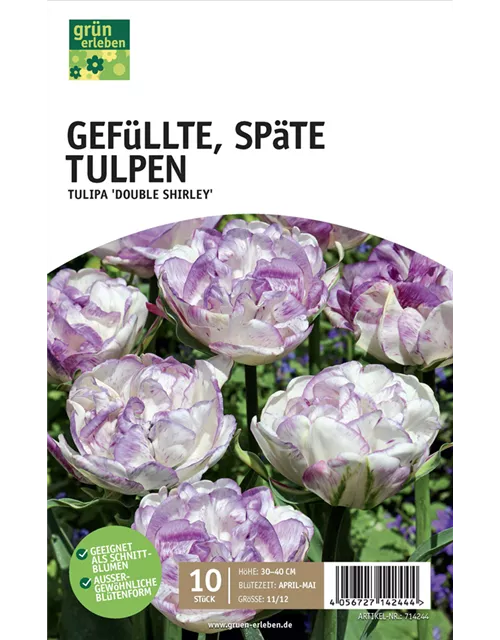 Späte Tulpen Darwin Hybride