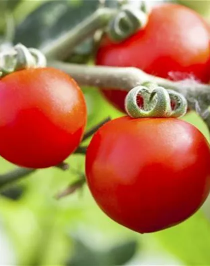 ALTE TOMATENSORTEN FüRS FREILAND!