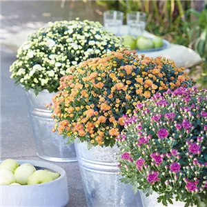 GARTENCHRYSANTHEME