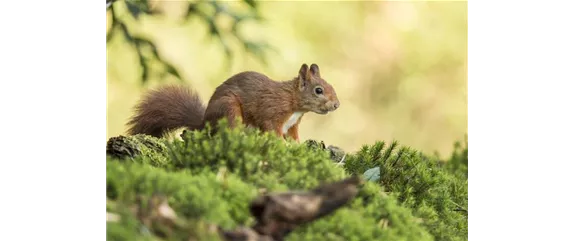 WILDTIERGARTEN!