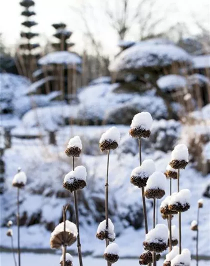 WEIHNACHTLICHE STIMMUNG IM GARTEN