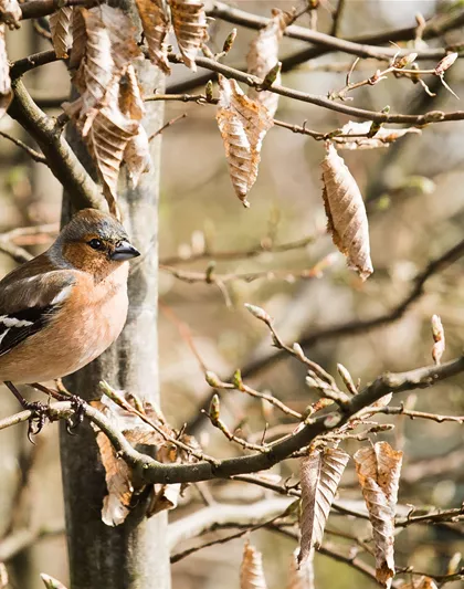 TIPPS ZUR WINTERVOGELFüTTERUNG!