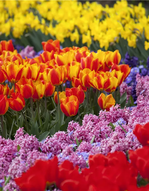 Frühjahrsblumen und ihre Pflege