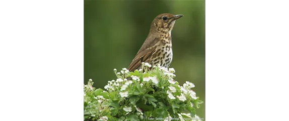 TOP 5 INSEKTENFREUNDLICHE PFLANZEN!